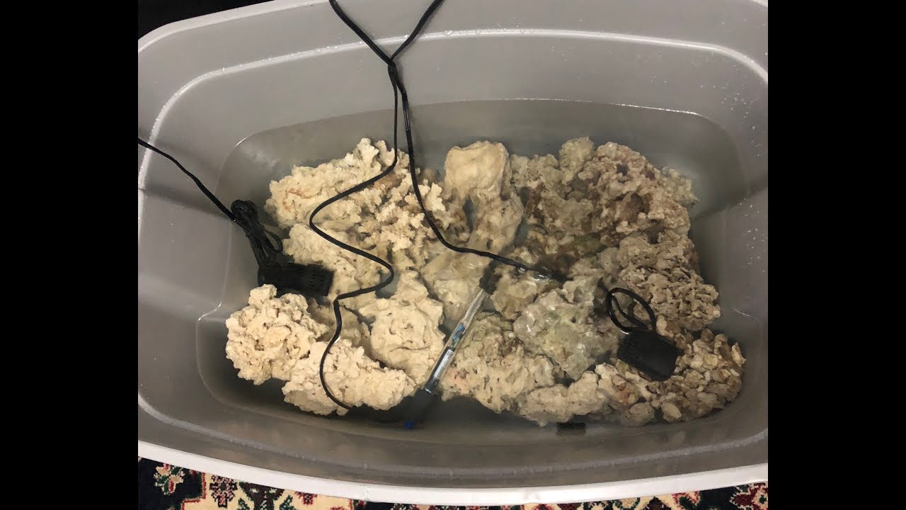 Episode 4 - Curing My Pukani & Reef Saver Dry Rock !!