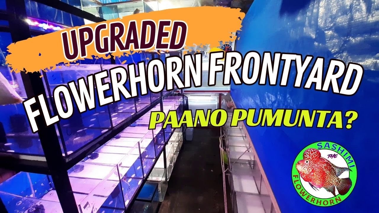 NEW and Upgraded Outdoor Setup ng Aking Flowerhorn Frontyard