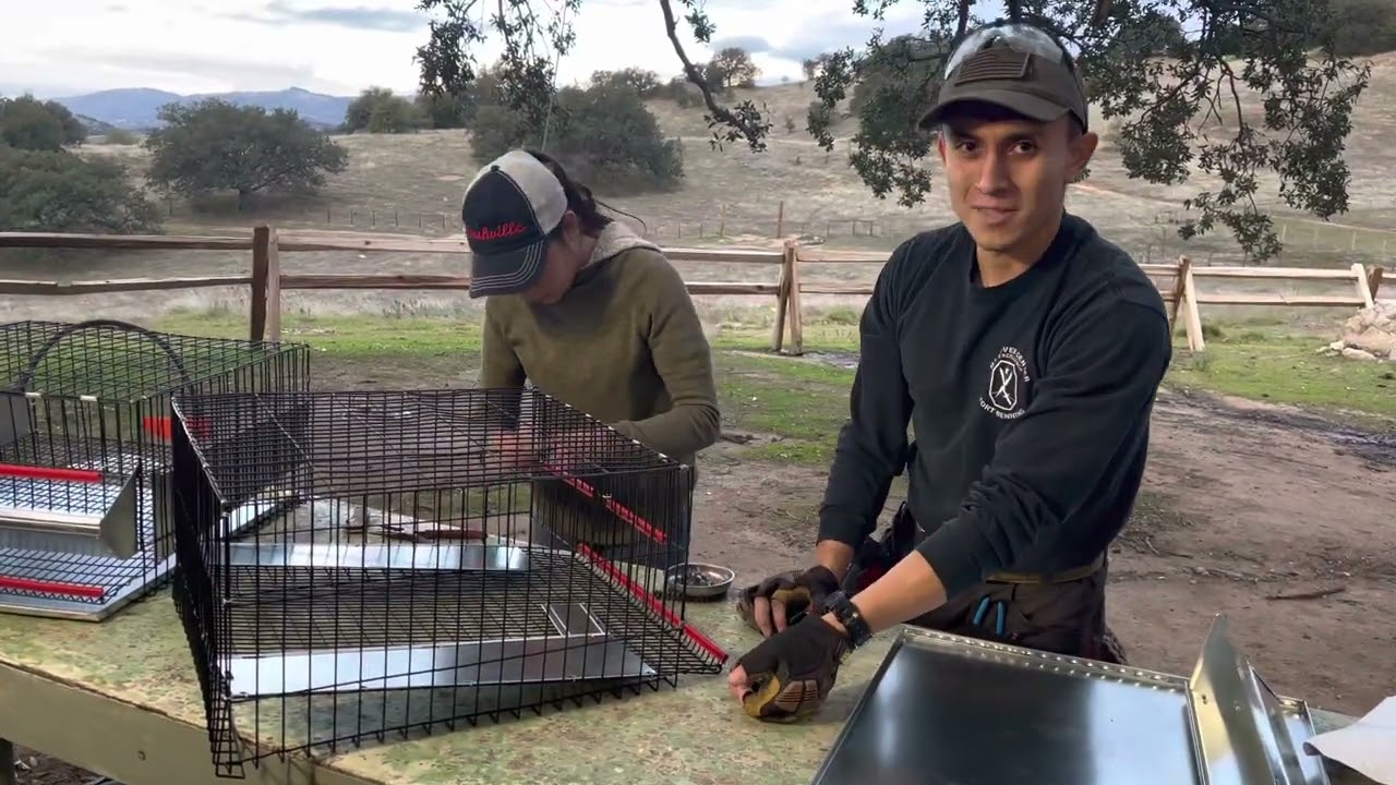 How to build quail cage