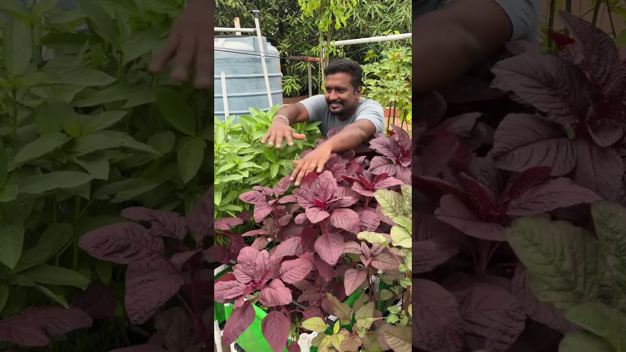 சொர்க்கமே என்றாலும் அது நம்ம மாடித்தோட்டம்தான் - 5 Different types of spinach