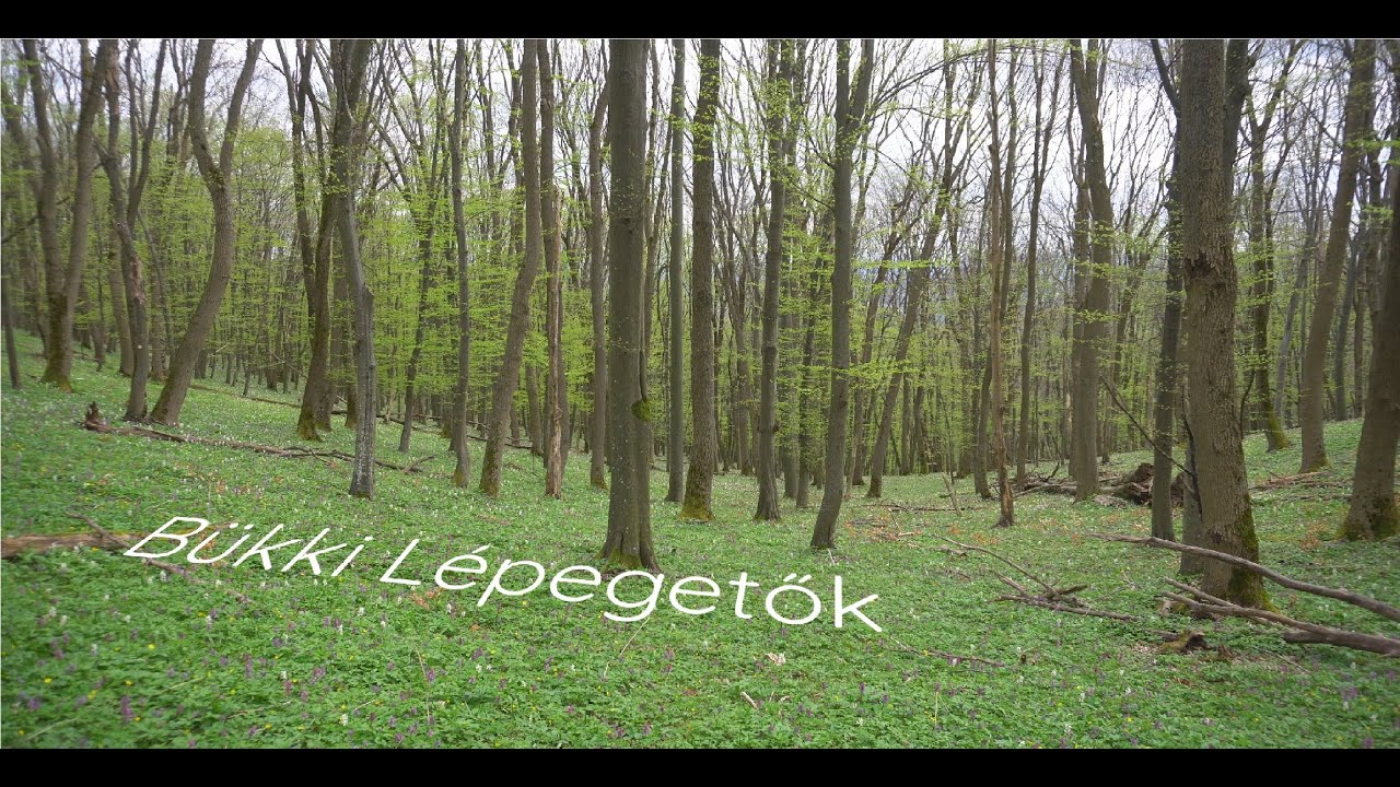 Bükki Lépegetők Pilot