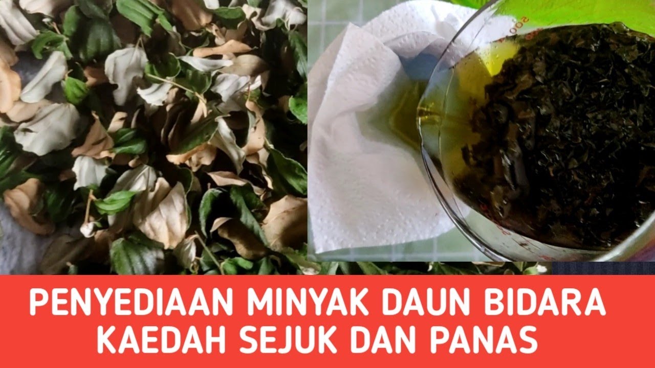 CARA MEMBUAT MINYAK DAUN BIDARA LANGKAH DEMI LANGKAH  KAEDAH SEJUK DAN PANAS