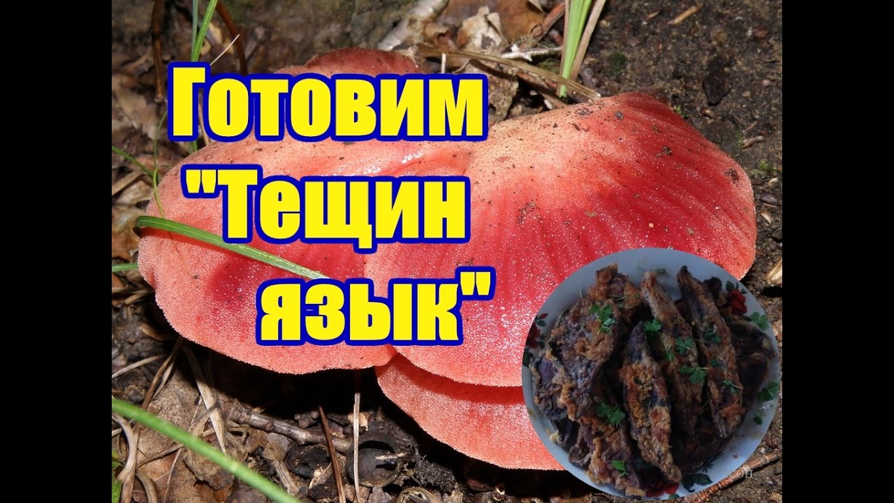 ГОТОВИМ  ГРИБ 