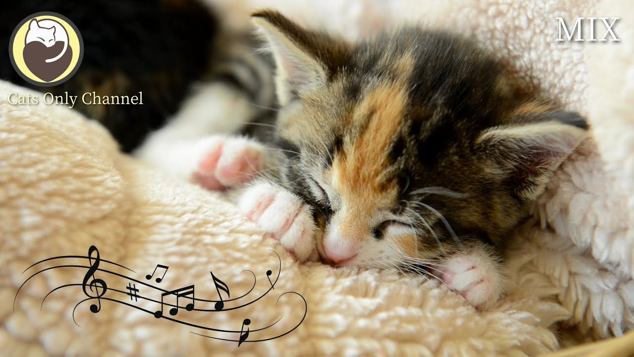 Soothing Music for Cats (with cat purring sounds) - Anxiety and Stress Relief