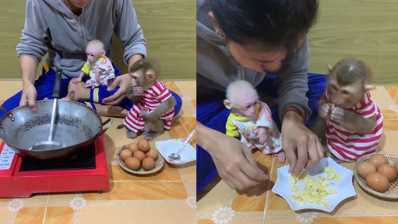 Little Kitchen Helpers! 🍳 Cooking Fresh Eggs for My Baby Monkeys