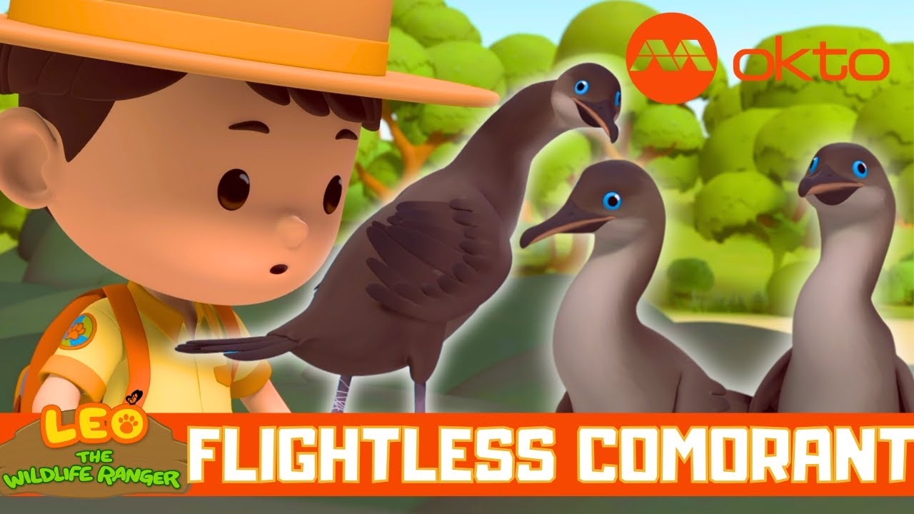FLIGHTLESS GALAPAGOS CORMORANT RESCUE MISSION 🐦🌊🛟| Leo the Wildlife Ranger S7E17 |  @mediacorpokto ​