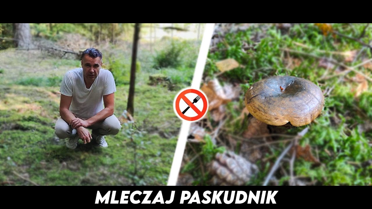 Mleczaj Paskudnik - Czy aby na pewno?