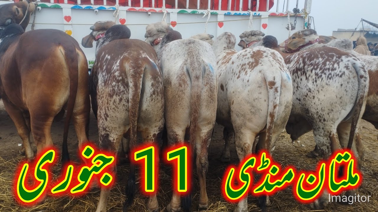  Today Multan mandi / January 11/1, 2026 sahiwal cholistani do dant waly janwar pak Punjab farming 