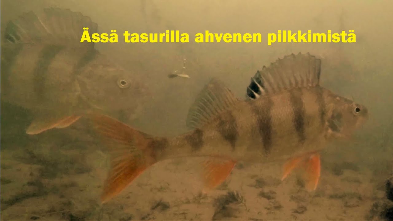 Ässä tasurilla  jään alta ahventa