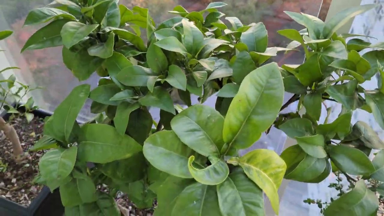Fall Update: Growing Citrus, Guava, Blueberries, Currants & More on my Patio in Vancouver, Canada