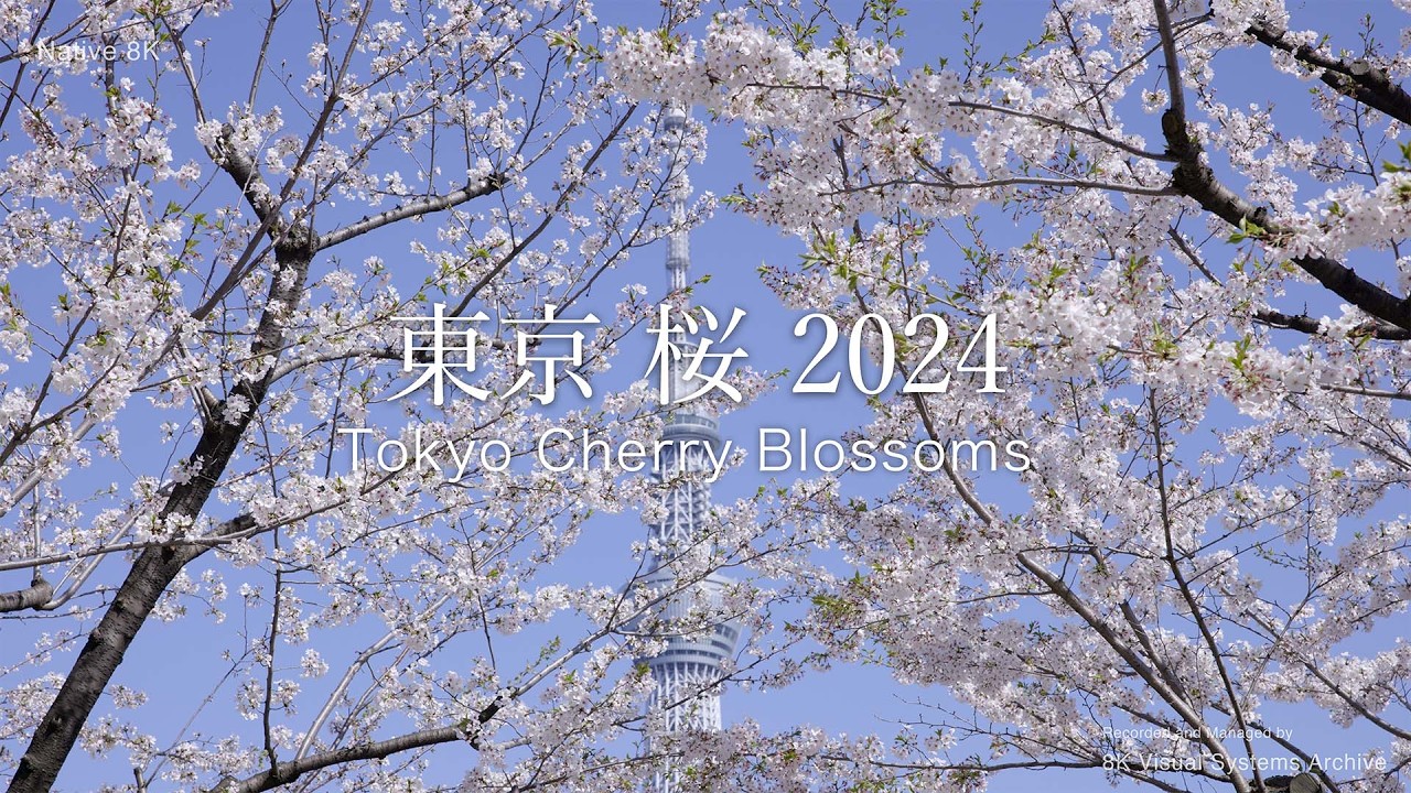 東京 桜 2024｜Tokyo Cherry Blossoms