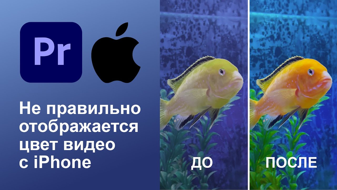 Adobe Premiere не правильно отображает цвет видео с iPhone 2024
