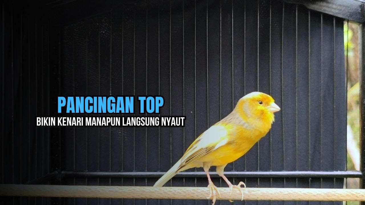 kenari GACOR panjang cuit cuit EMOSI, pancingan kenari paud belajar bunyi, terapi CANARY MACET