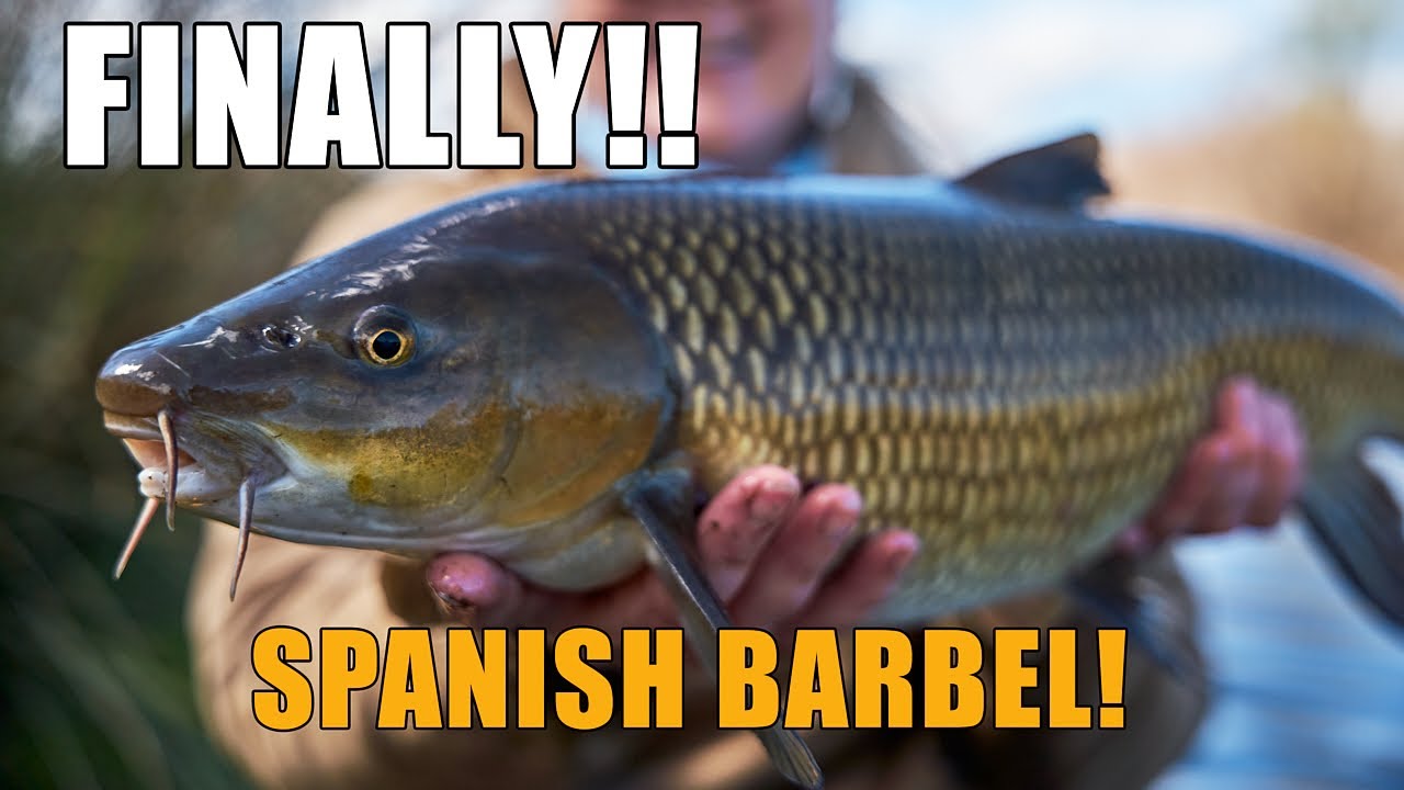 Barbel Fishing in Spain - I Finally Caught Barbel In Spain! On The Float, In The Middle Of The City!