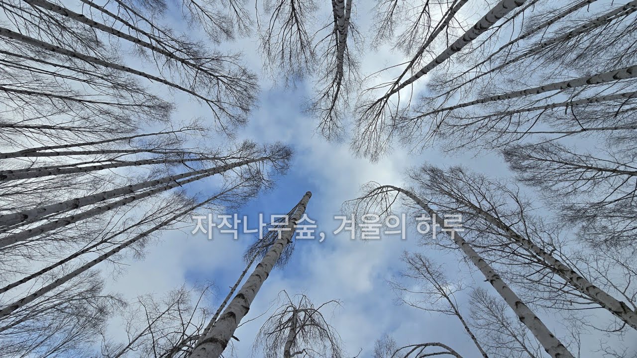 라찌의 하루결 EP.01 | 자작나무숲, 겨울의 하루    Birch forest winter day