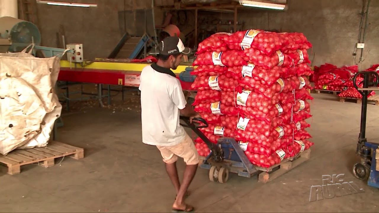 Produção de cebola é destaque em Campo Magro