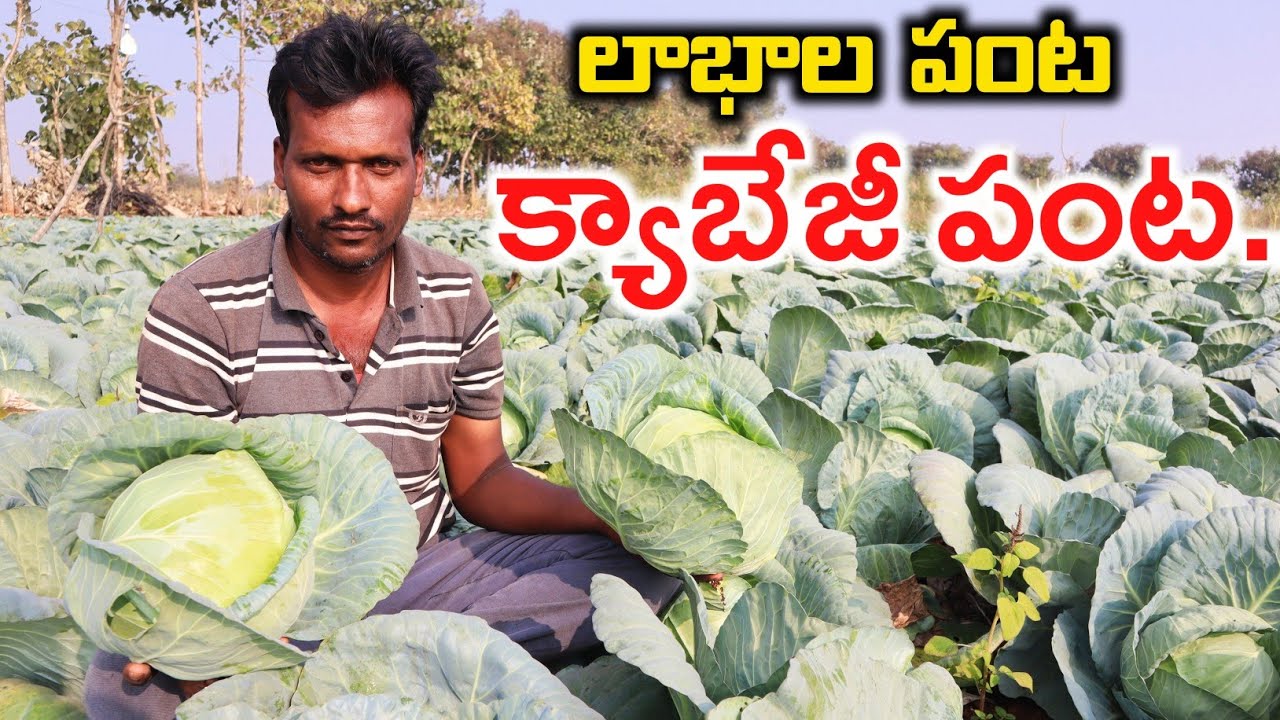 క్యాబేజీ పంట లాభాల పంట | Cabbage Cultivation In Telugu | Shiva Agri Clinic