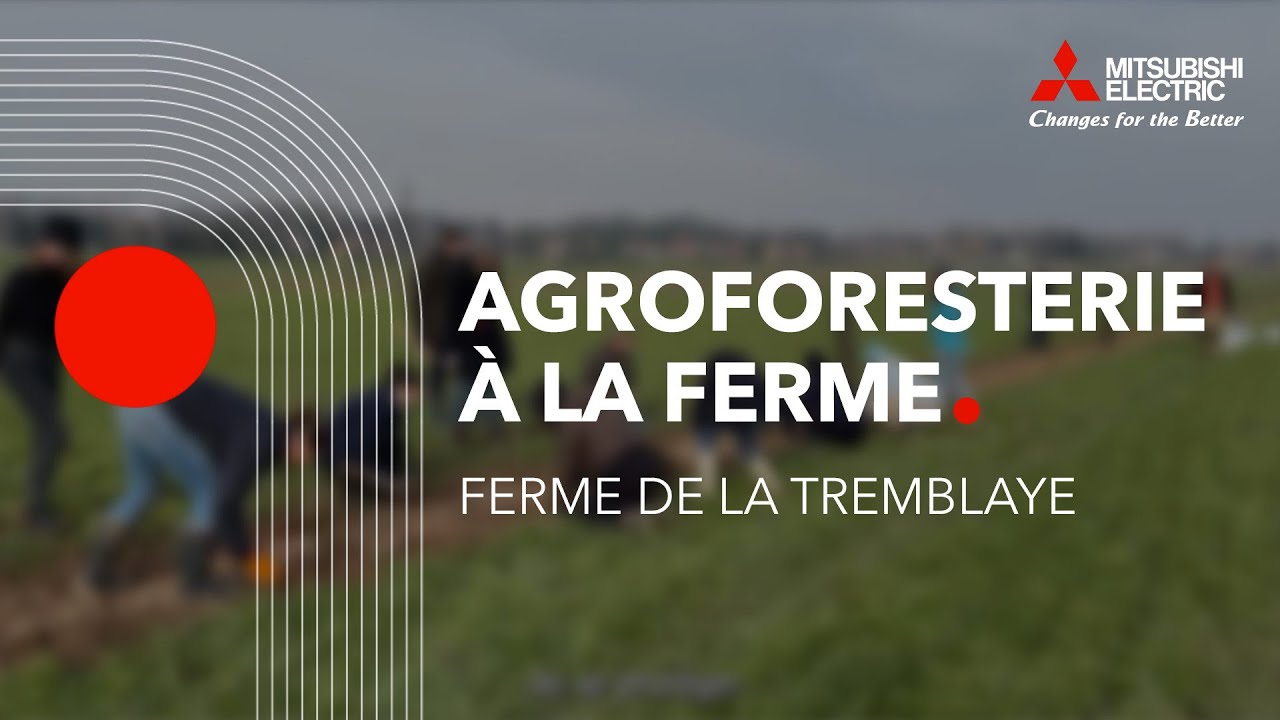 Agroforesterie dans le vignoble 