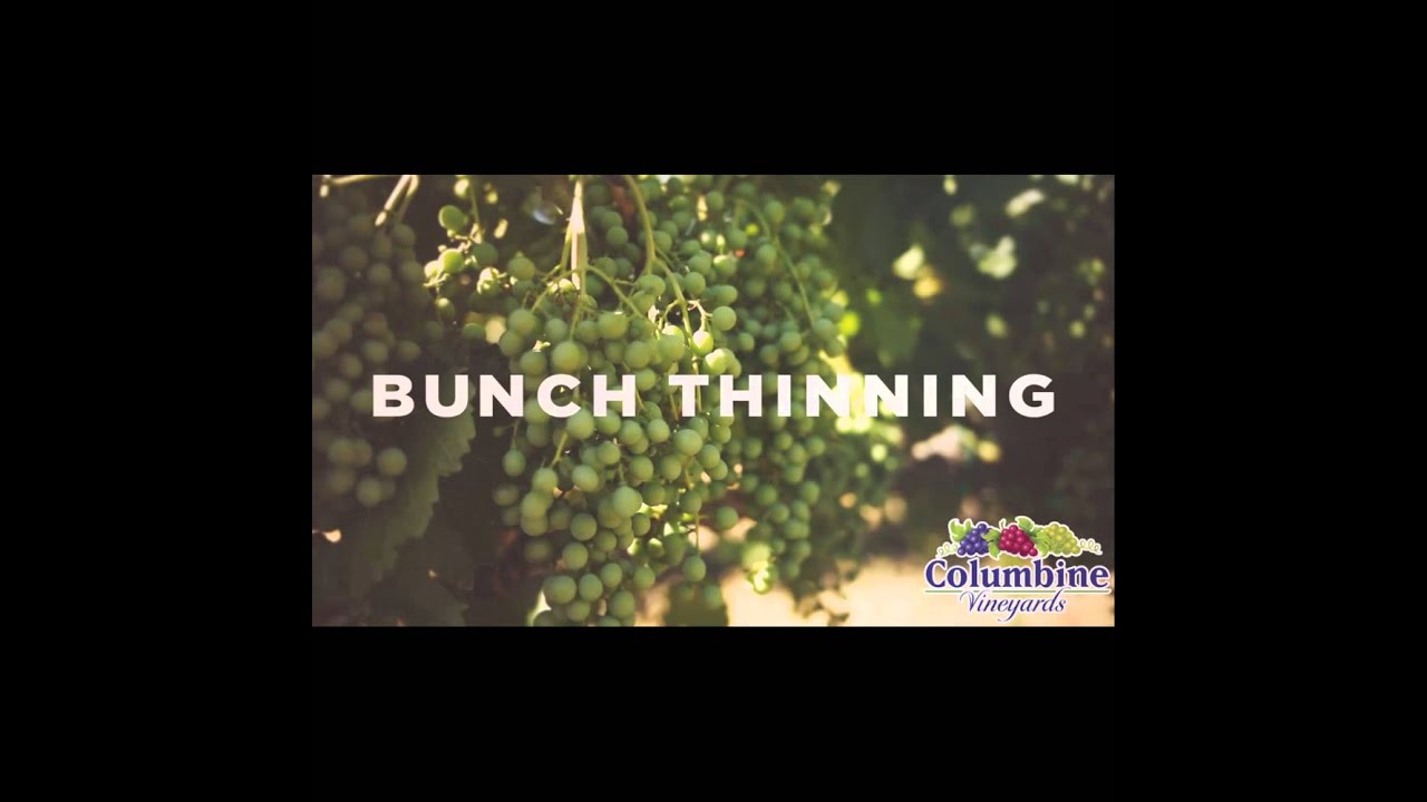 Bunch Thinning Instagram | Columbine Vineyards