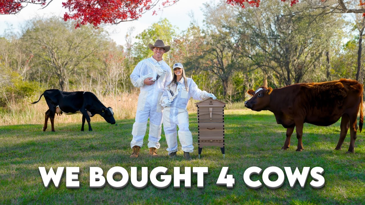 We Bought 4 Cows and a Beehive!