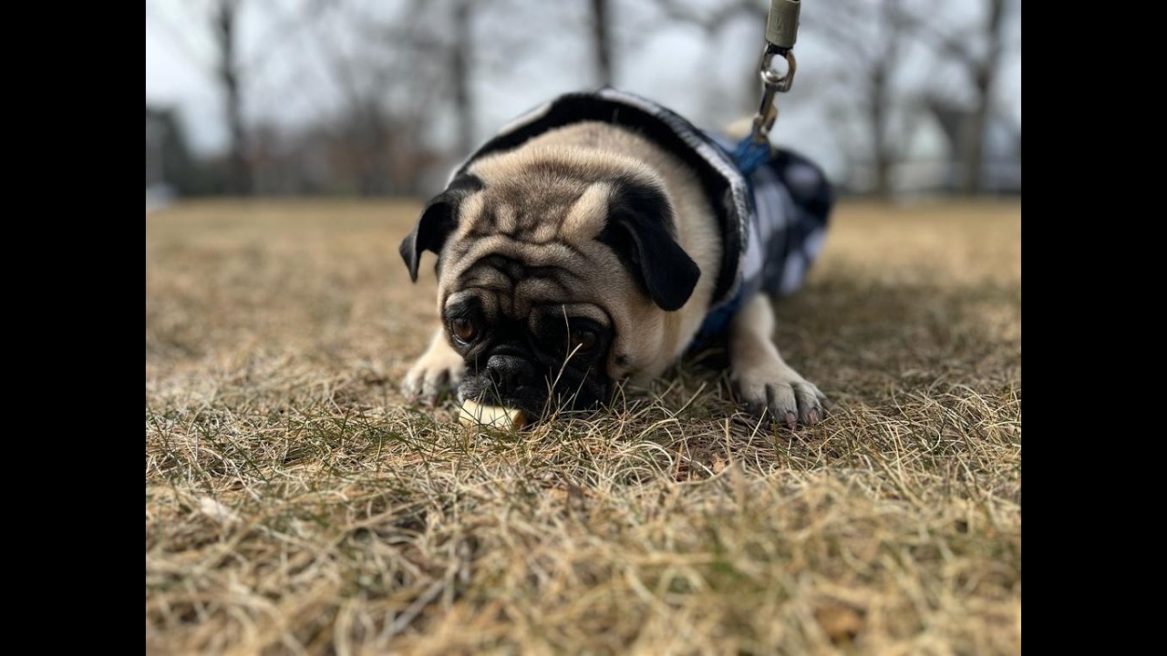 Apolo el pug de 2 años a 5 años! 