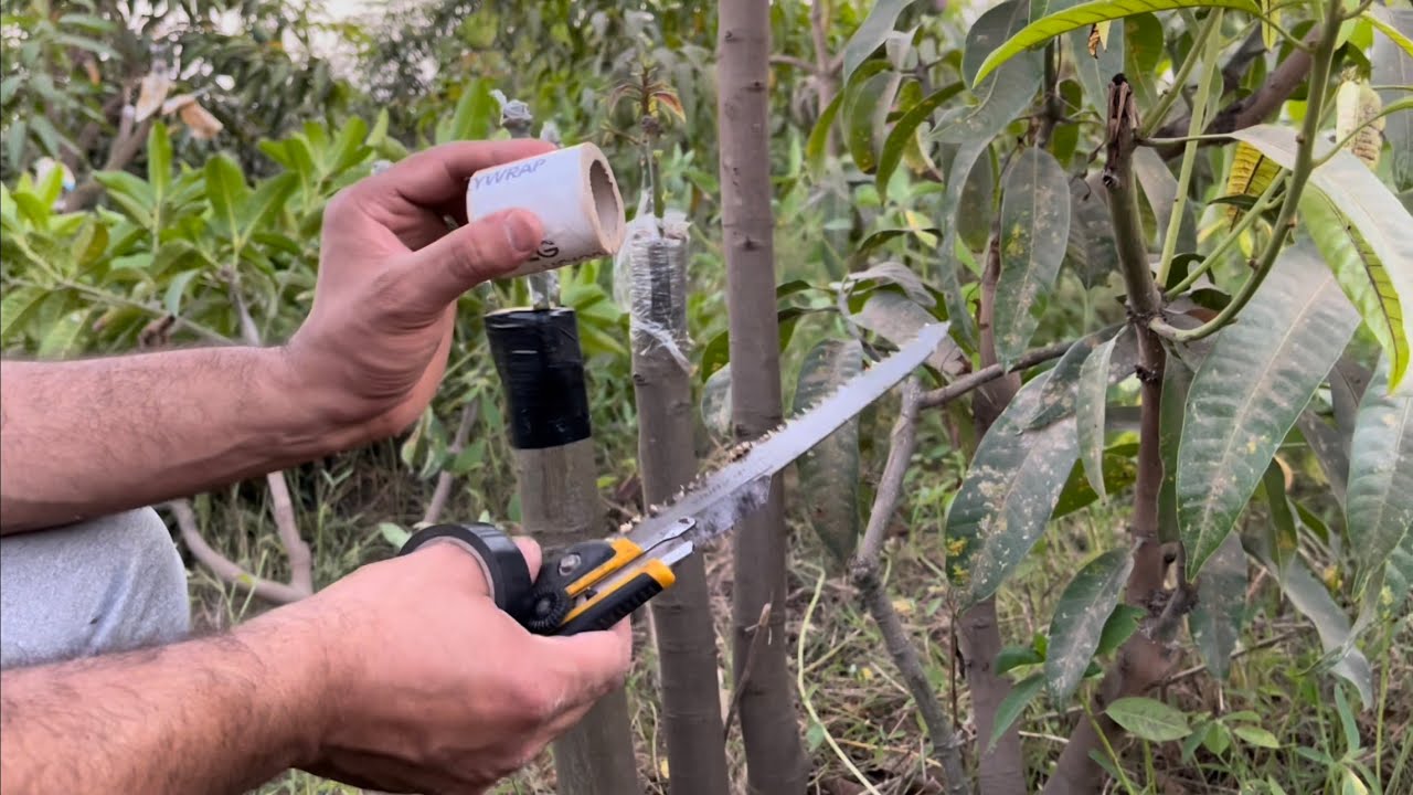 اسهل طريقة لتطعيم الاشجار grafting mango tree