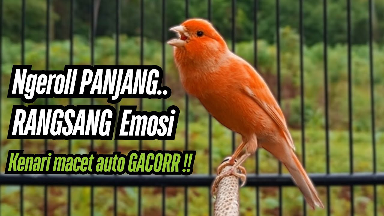 Pancingan Kenari GACOR PANJANG masteran Kenari Paud AGAR gacor AMPUH Kenari MACET Langsung NYAUT !!