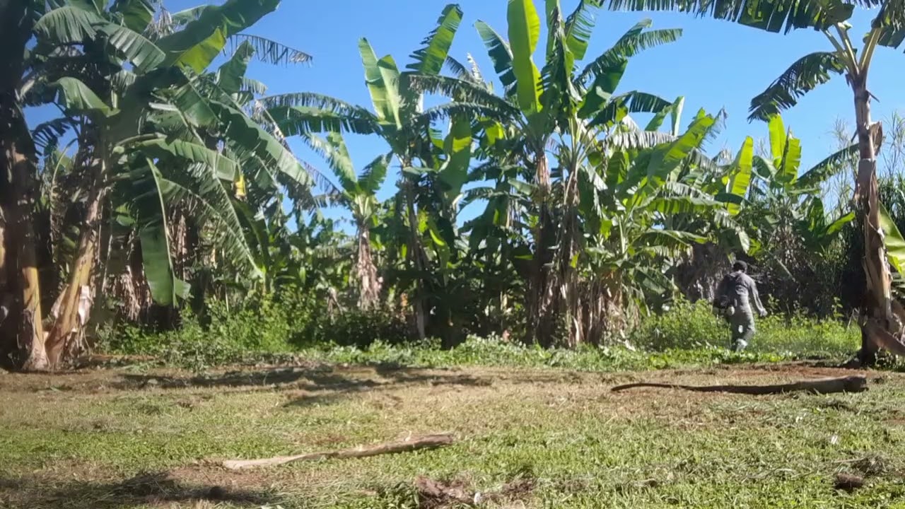 UM POUQUINHO DO NOSSO DIA DIA NA ROÇA HOJE PEGADO NO ROÇO