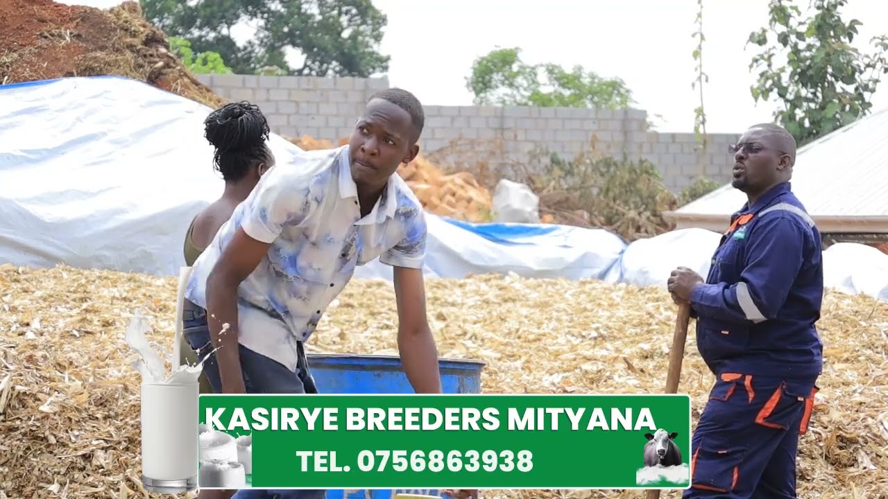  Sileage making process at Kasirye Breeders Mityana 