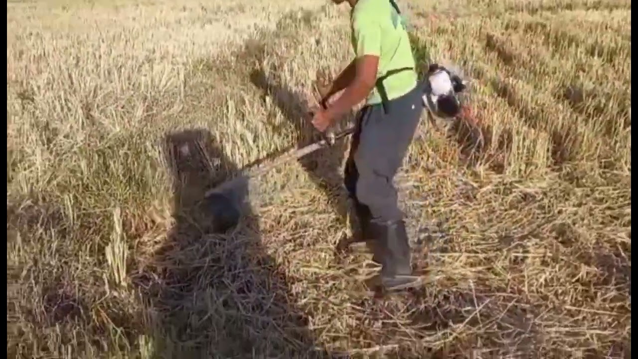 Sekreto sa Pinakamalupit na Direct Seeding ng Pechay!
