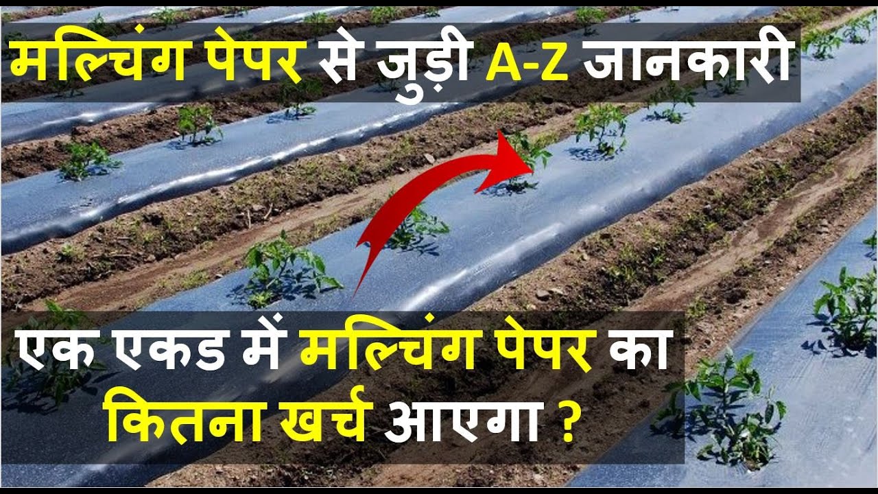 मल्चिंग पेपर की लागत, फायदे की पूरी जानकारी | Mulching Paper Types, Price, Uses & Benefits