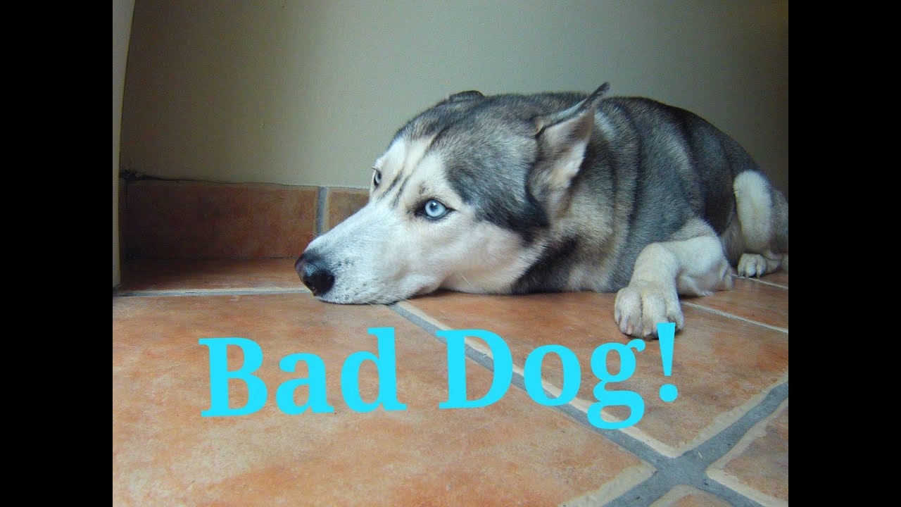 Guilty Husky! (Funny!)