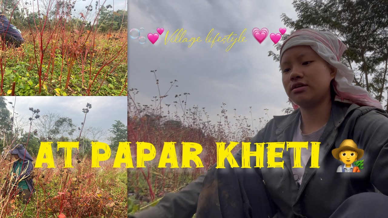 At papar kheti🧑‍🌾||villagelifestyle💕🫧Arunachali🇮🇳
