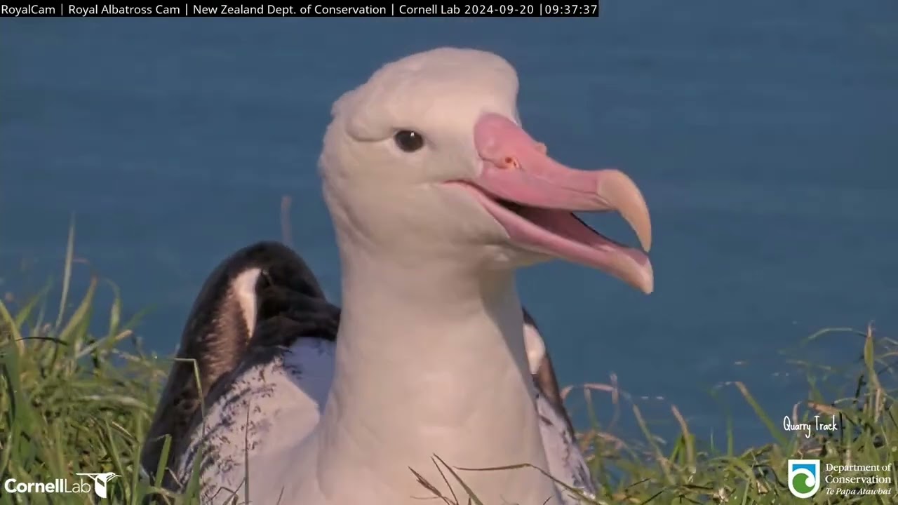 Royal Albatross - WYL is back and looking for his chick ... But, TFT has just fledged ! - 20.09.2024