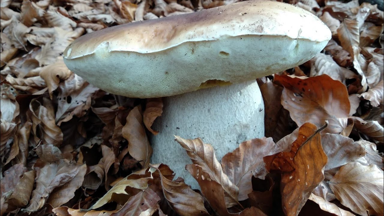 FUNGHI PORCINI DI NOVEMBRE 2018!IMPRESSIONANTE