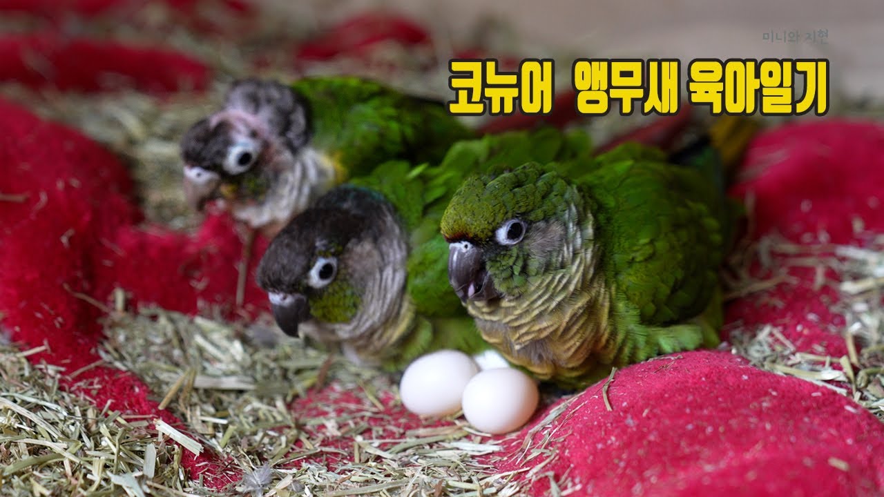[ENGLISH SUB] 반전 엔딩? 코뉴어 앵무새의 첫번째 산란과 행복한 공동육아 스토리