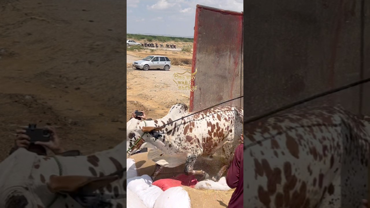 first truck unloading 2026 || northern bypass maweshi mandi #cow