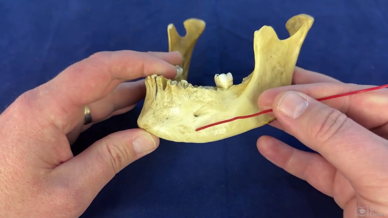 Az alsó állcsont (Mandibula)