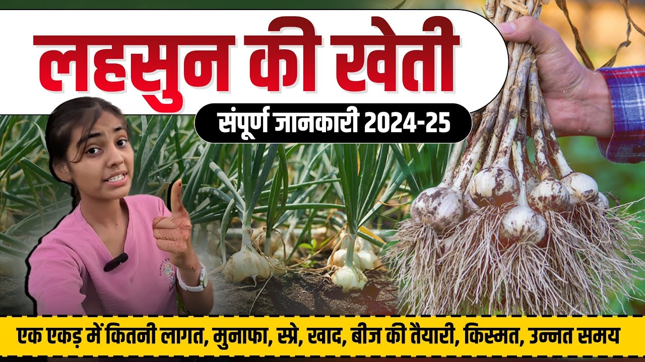 लहसुन की खेती की सम्पूर्ण जानकारी | 1एकड में कितनी लागत और मुनाफ़ा | A To Z |  @indianfarmergirl