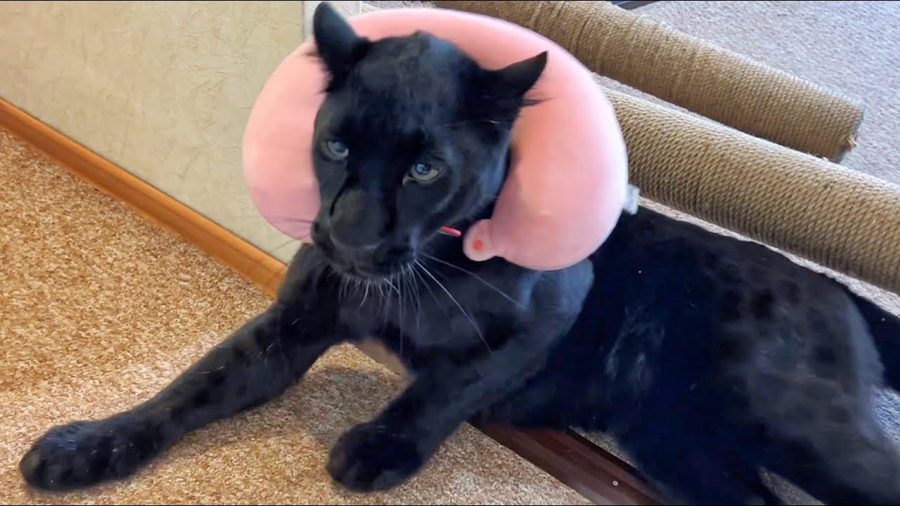 Пантера Луна, Венза и Вова остались надолго одни🙀