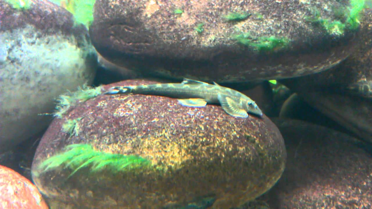 Balitora brucei