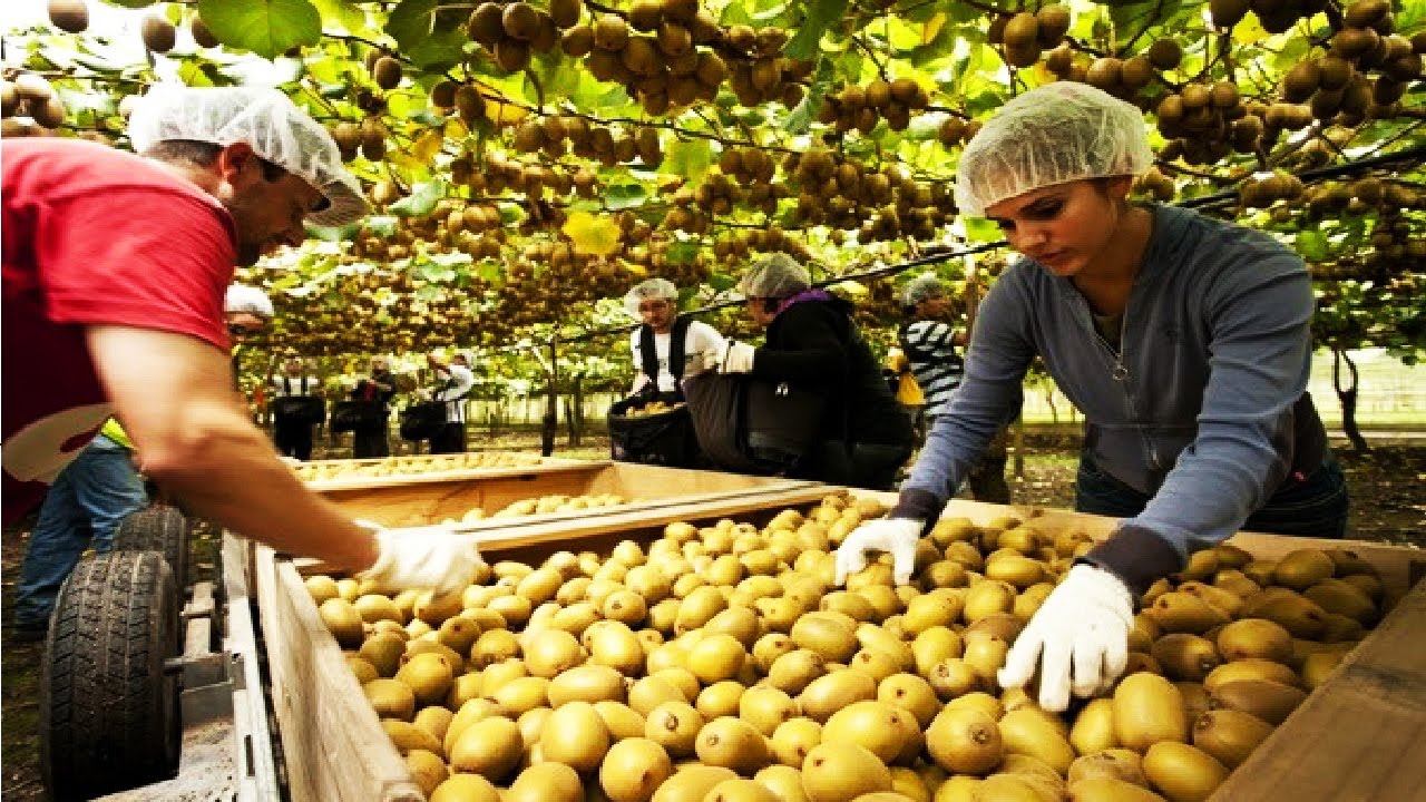 Новая Зеландия Сбор урожая и упаковки киви - Удивительное земледелие Kiwi Farm 2018