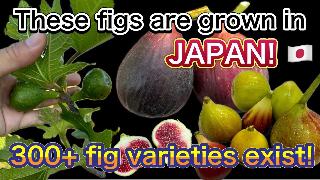 I Grow Hundreds of Figs in Japan &ndash; Backyard Orchard Tour & Tasting!