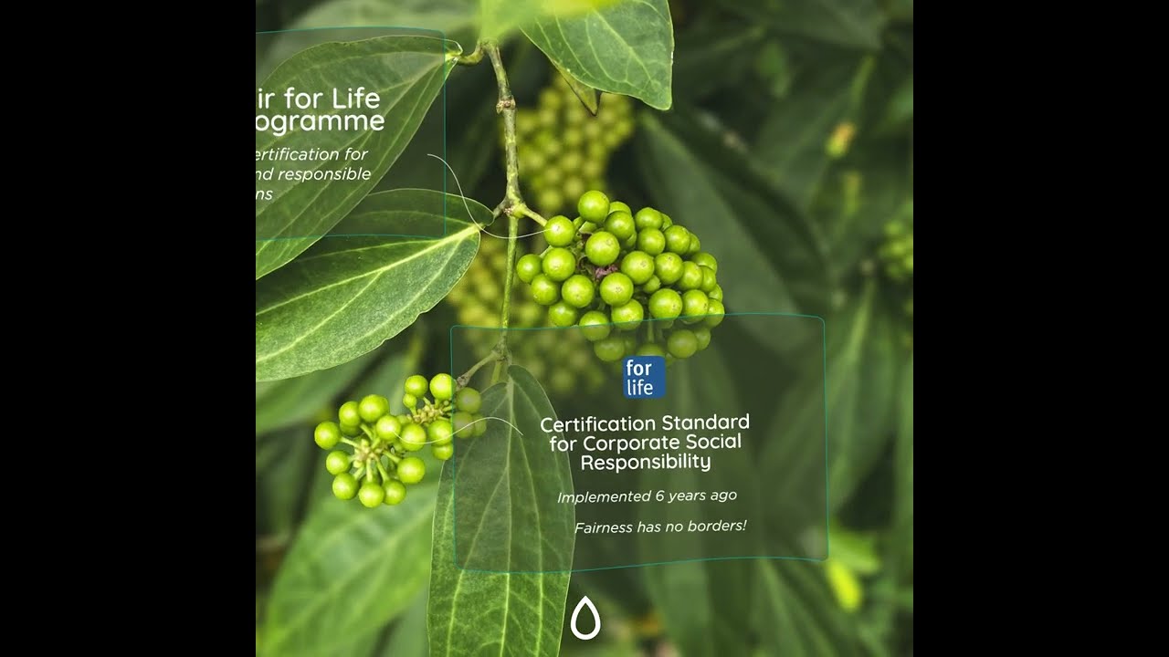 Discover our Cubeb Pepper from Indonesia, Magelang, Central Java