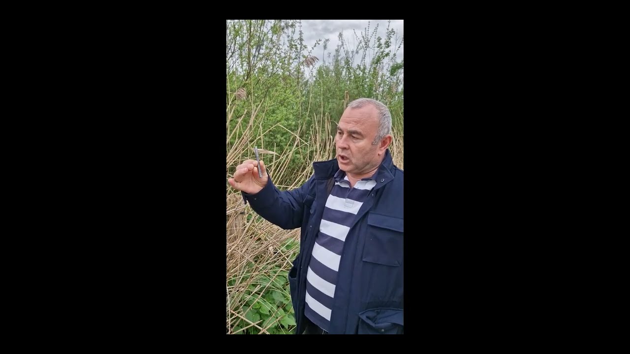 1 1  Zurna Kamisi toplanmasi Kuru Kamis