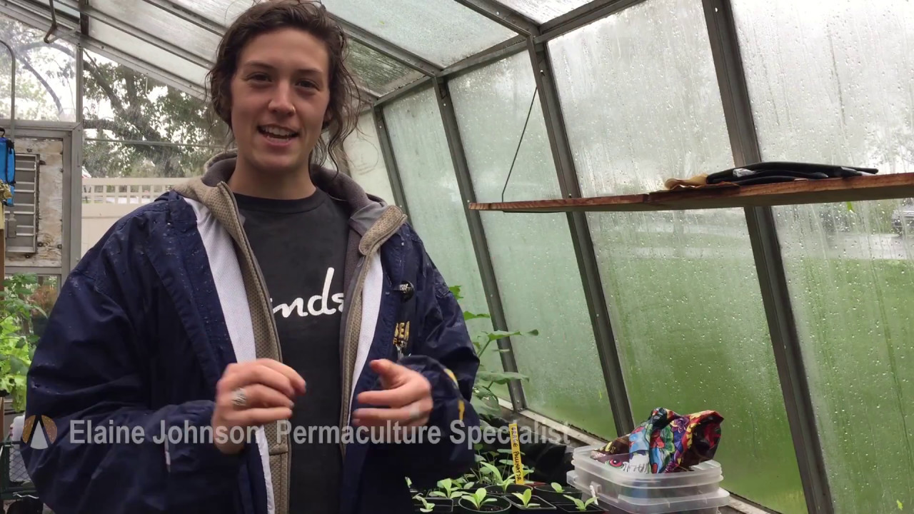 Permaculture: Growing Sea Kale
