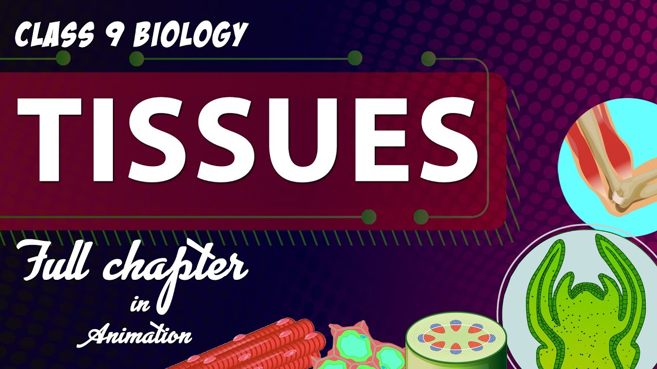 Tissues Class 9 Full chapter in animation
