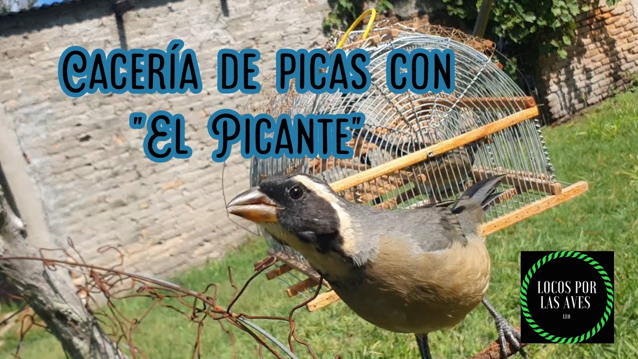Cacería de picahuesos con El Picante 2023