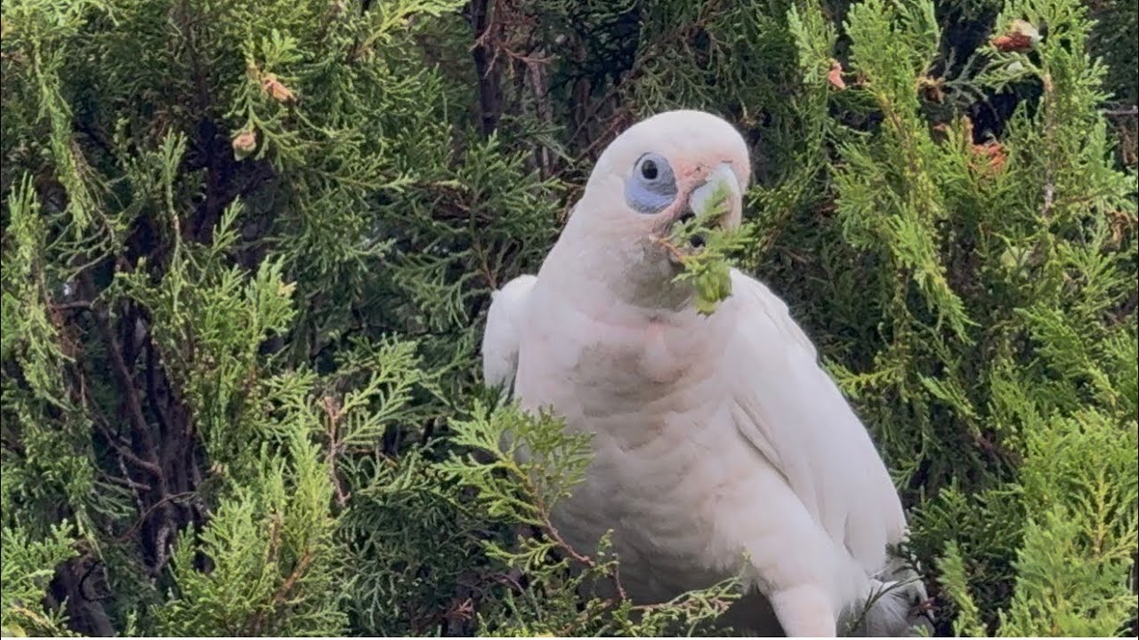 White Cockatoo eating Galbulus. #cockatoo #cypress #mrpinoyaussie2