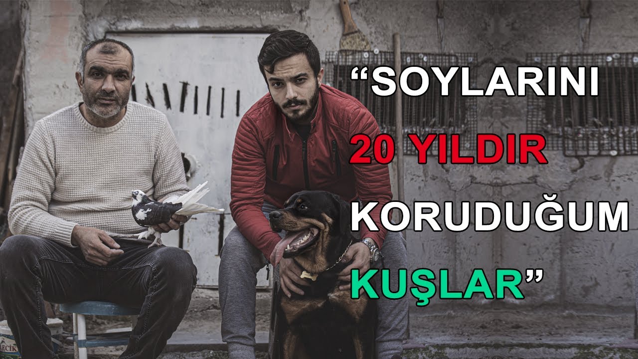 Güvercin Soyu Nasıl Korunur? - AlaTürkiye Osman Kümes Ziyareti Ala Türkiye